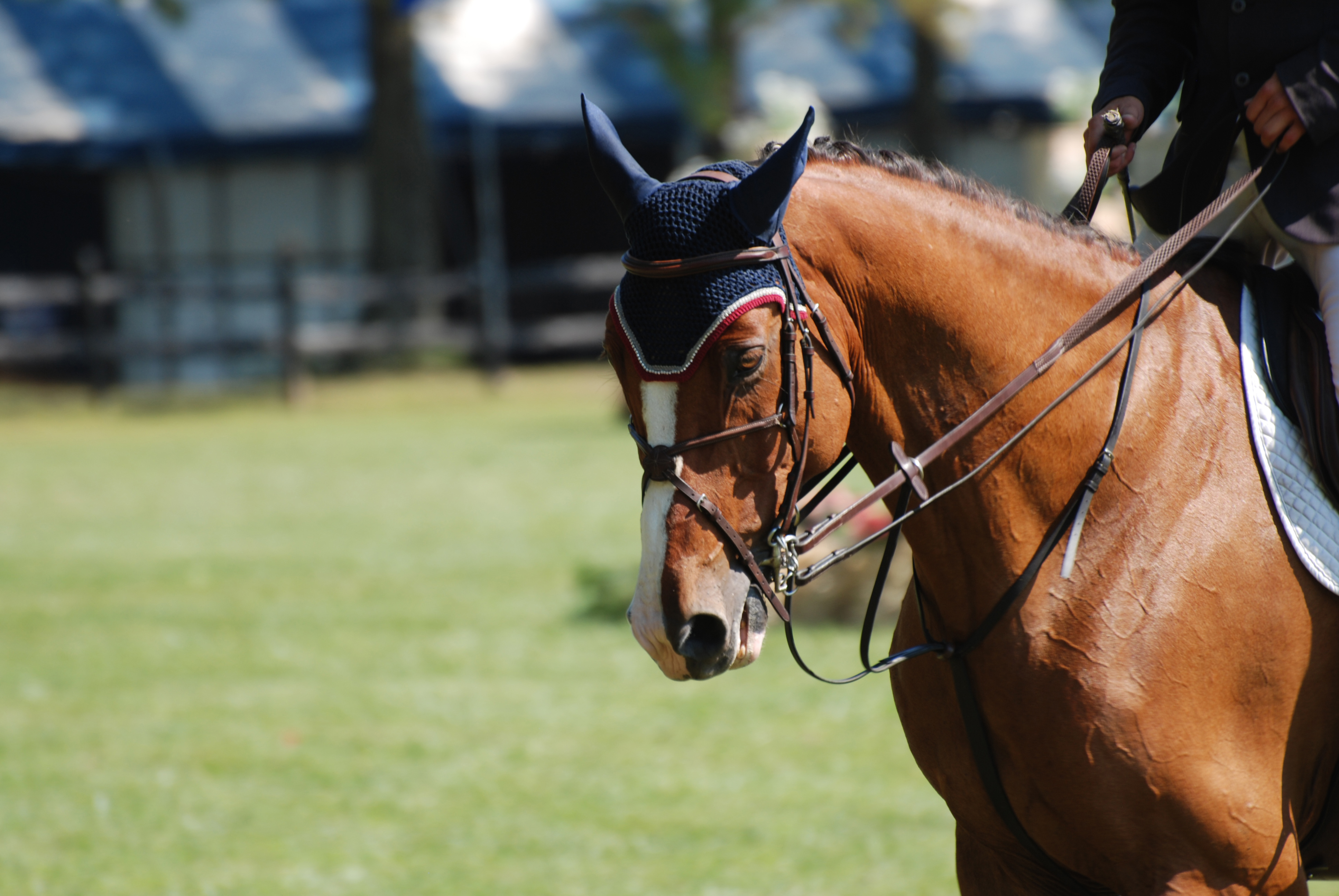 2023 EC Dressage Judges Clinics